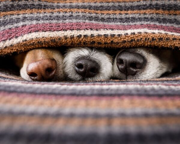 des truffes de chiens sous une couverture