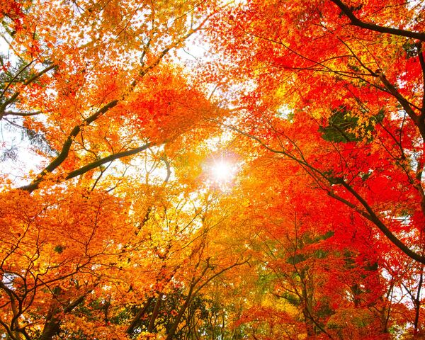Automne : 10 contenus utiles et réguliers pour garder le cap
