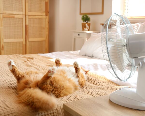 Ralentir en été quand on est solopreneur : le droit à la flemme estivale face à la canicule ?